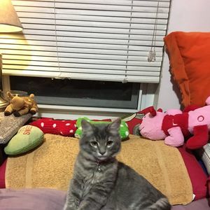 Meet your Posher, Katrina